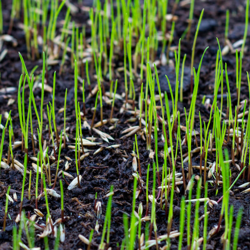 Onderhandelingsresultaat cao Tuinzaadbedrijven