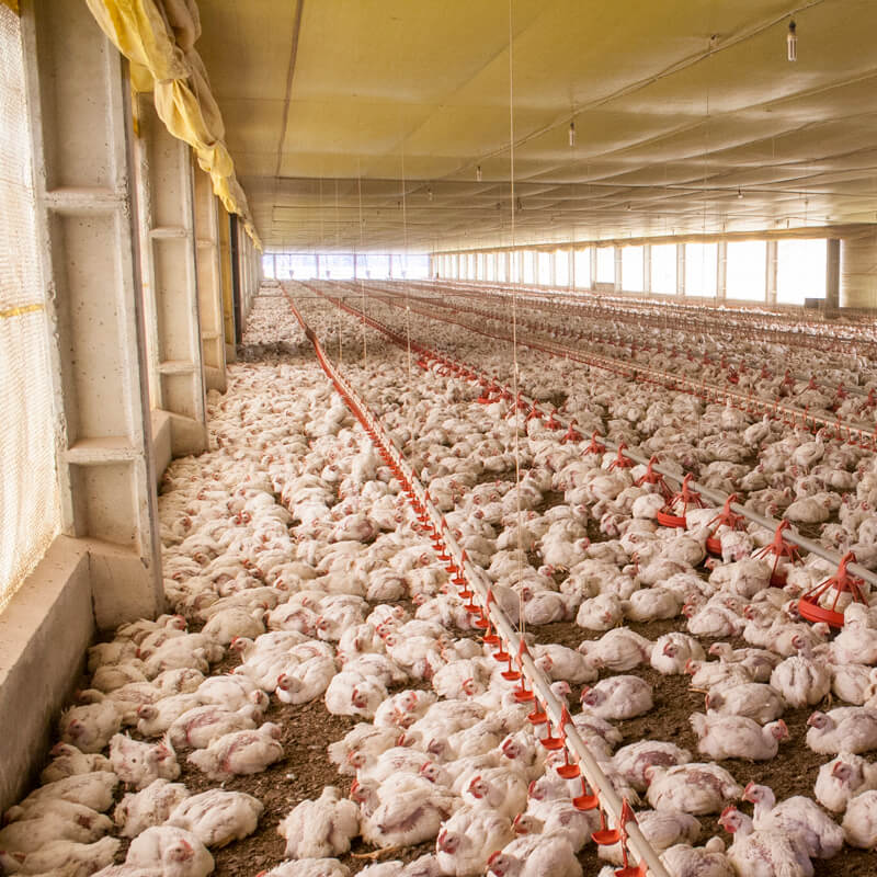 Eindbod cao Pluimveeverwerkende Industrie Eindbod cao Pluimveeverwerkende Industrie