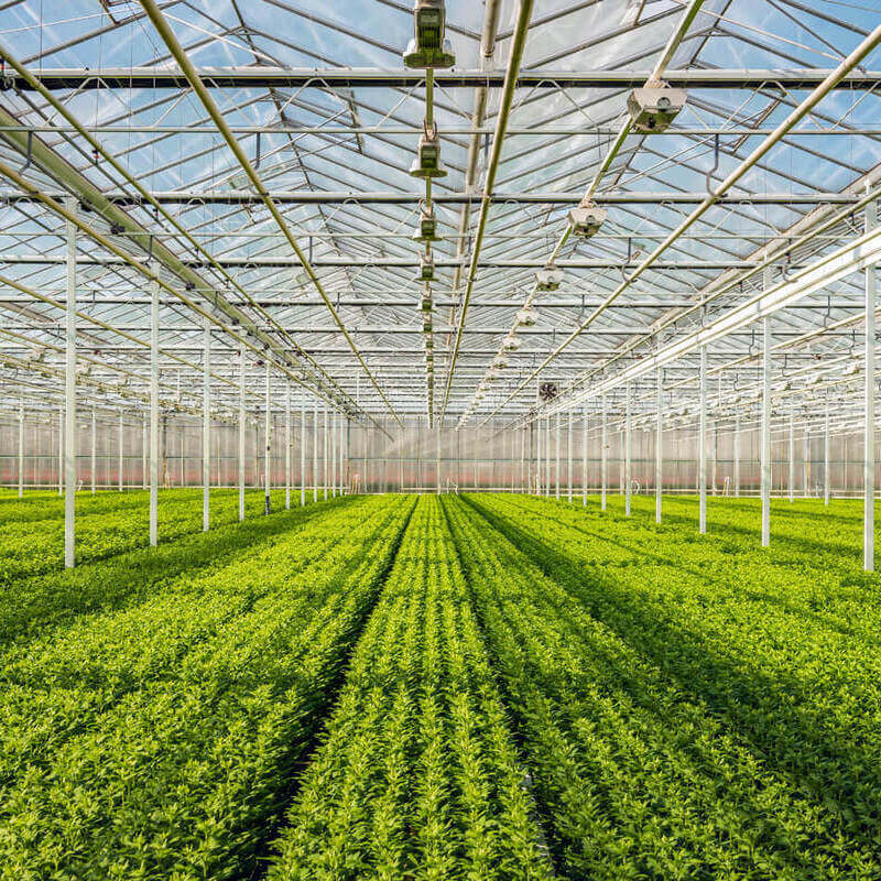 Onderhandelingsresultaat cao Glastuinbouw Onderhandelingsresultaat cao Glastuinbouw