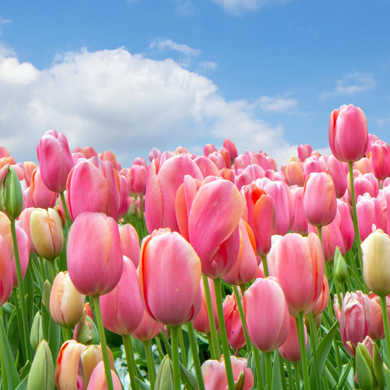 Principeakkoord cao Open Teelten Principeakkoord cao Open Teelten