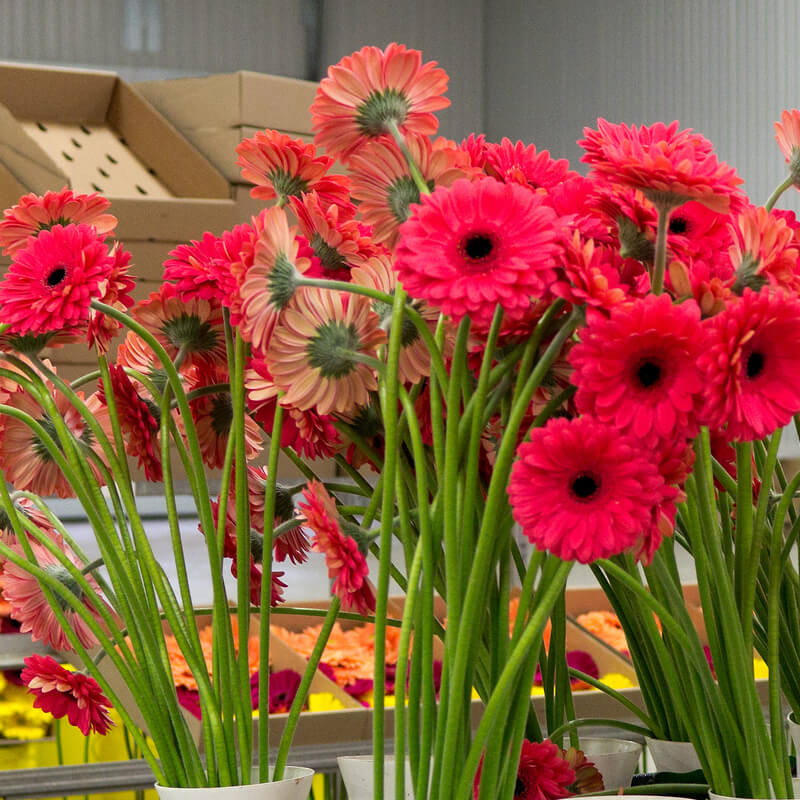 Onderhandelingsresultaat cao Groothandel in Bloemen en Planten